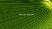 Palm Sunday  palm frond worships slides  and Palm Sunday Christian background.