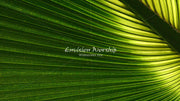 Hosanna Palm Sunday church slide with lots of room for lyrics and Bible verses.