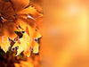 autumn fall leaves