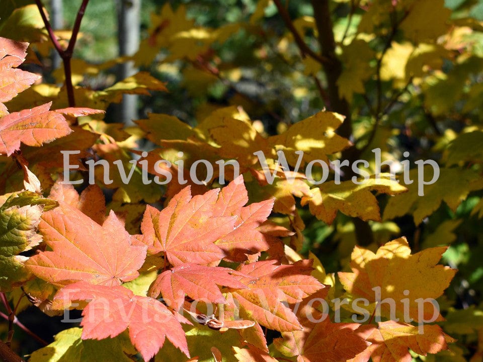 Fall colors Christian background