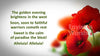 For All The Saints Poppies PowerPoint Presentation Lyric Slides for Worship.jpg