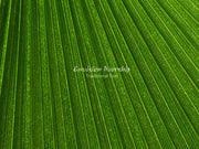 Palm Sunday Christian background with lots of room for lyrics and Bible verses.