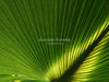 Stunning Palm Sunday PowerPoint, Palm Sunday church slide, Palm Sunday Christian background 