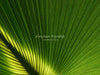 Palm Sunday Church PowerPoint Slide