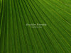 Palm Sunday Christian background with lots of room for lyrics and Bible verses.