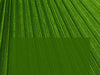 Palm fronds worship slides