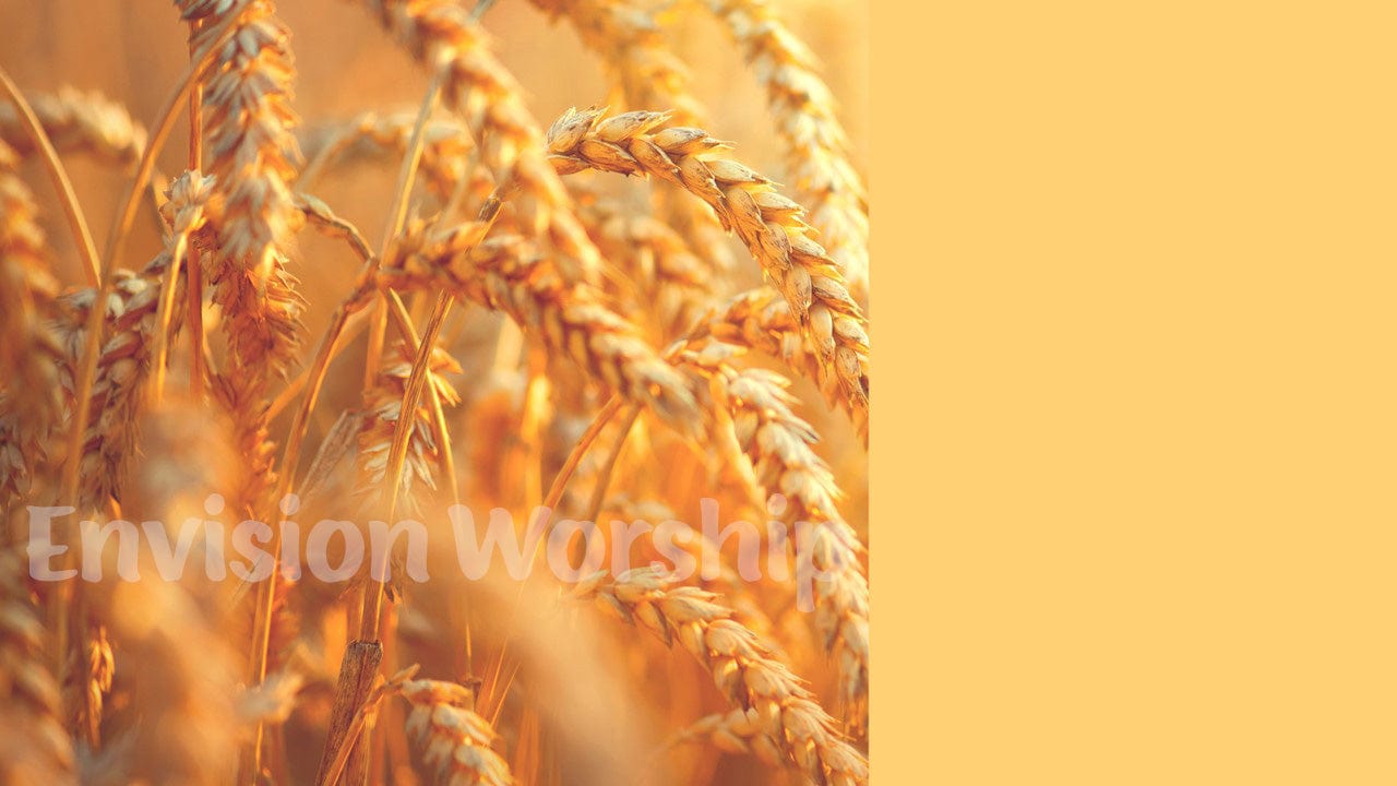 wheat bible slide