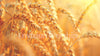 wheat worship slides