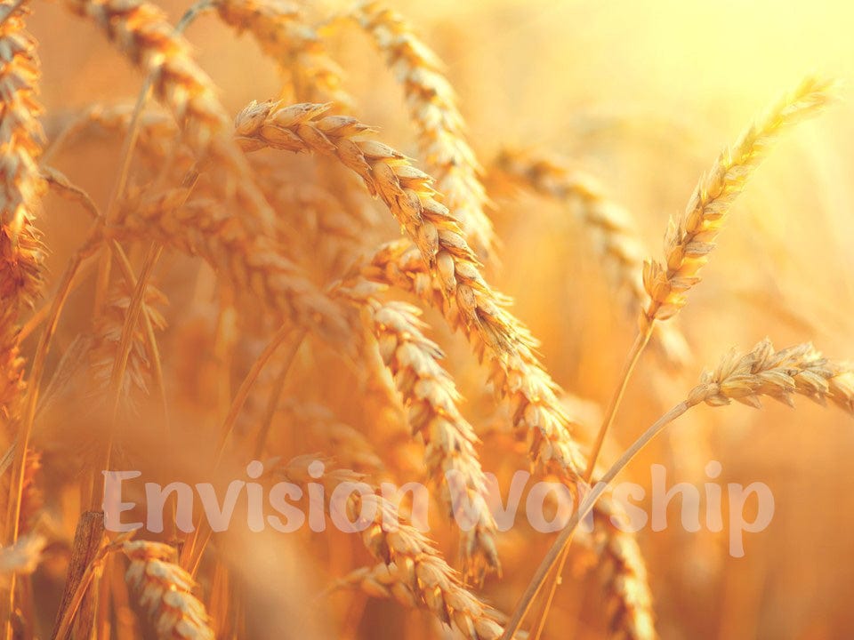 Harvest Bible slide