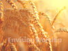 Harvest Bible slide