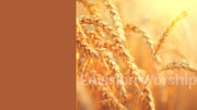 Harvest wheat PowerPoint