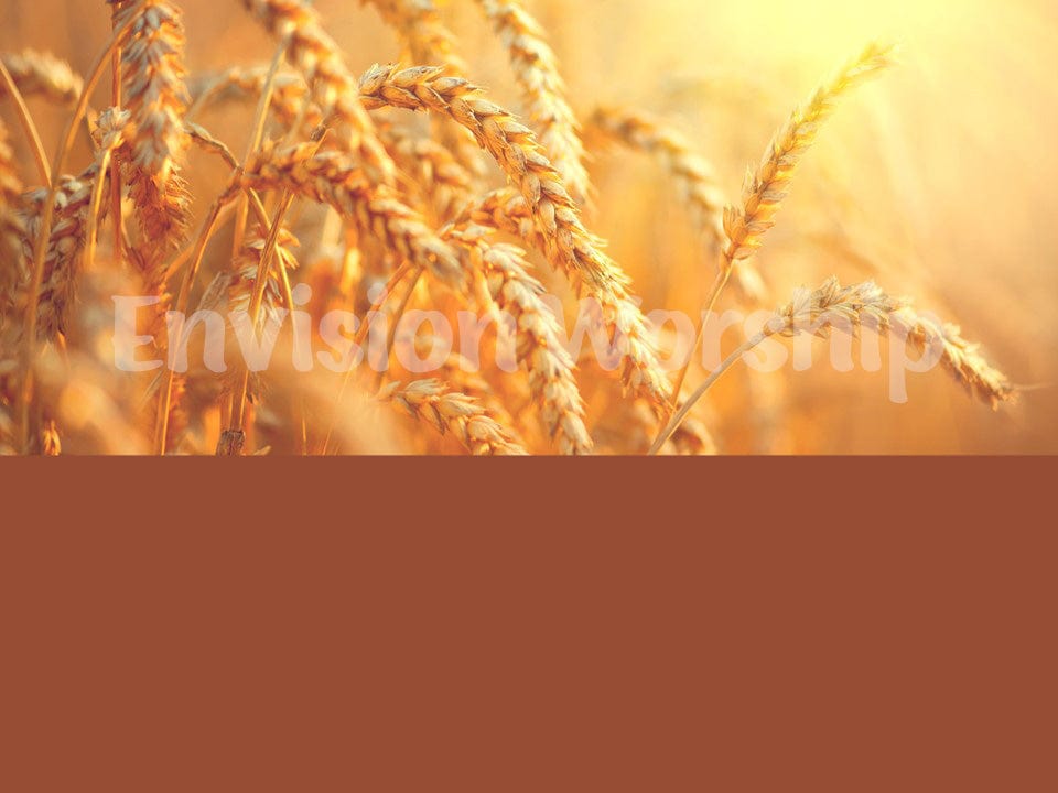 Wheat PowerPoint slides
