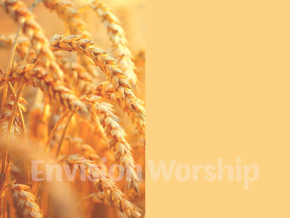 Wheat field worship slides