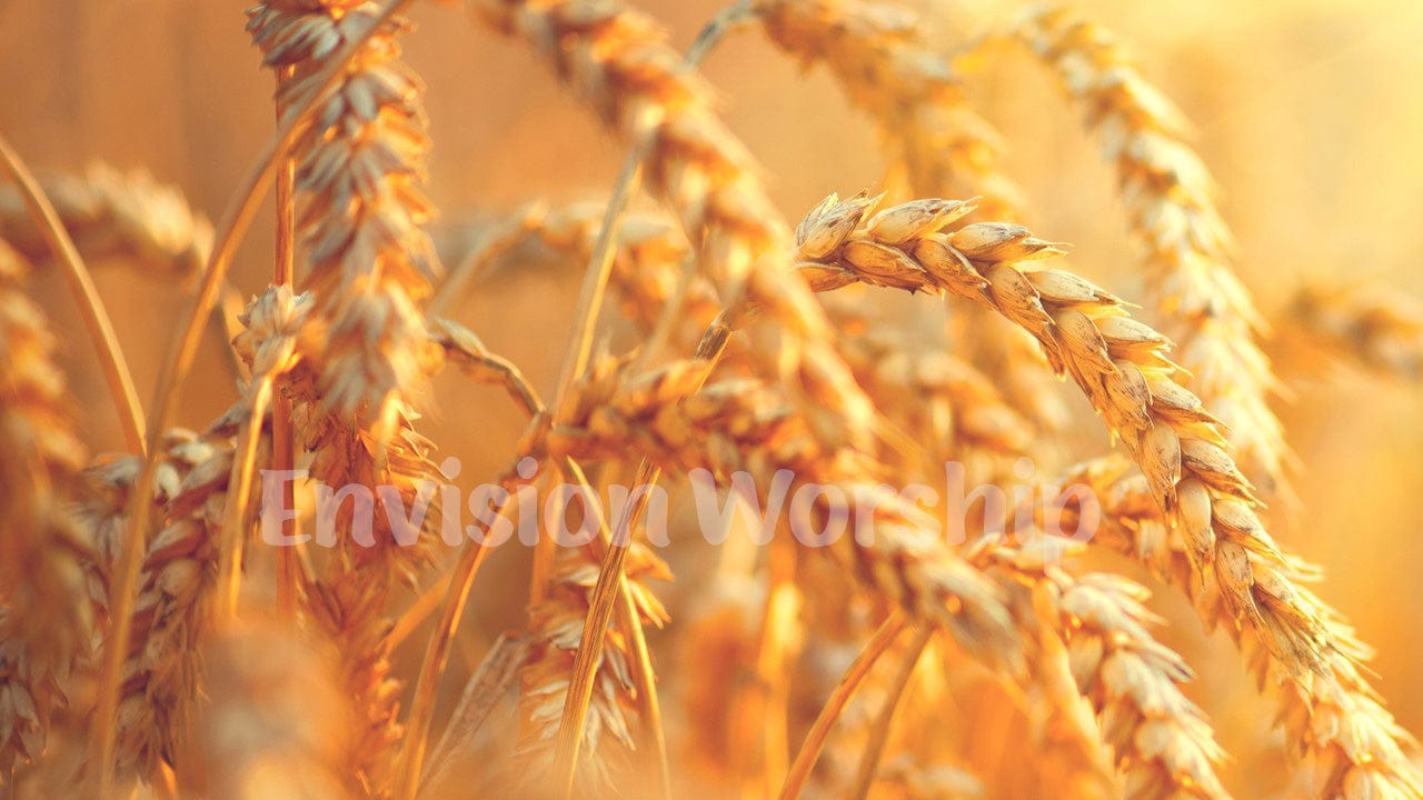 wheat PowerPoint